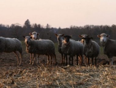 Les agneaux de la ferme Clavisy