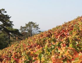 Clos des Goisses, assurément unique