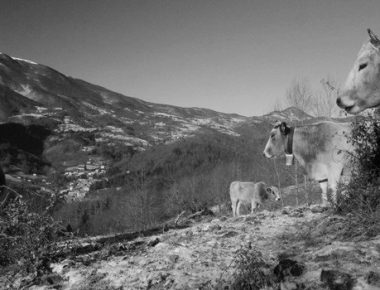 Lactalium : la vodka des montagnes