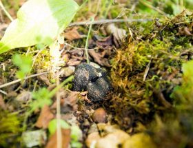 Truffe mésentérique, le diamant noir oublié