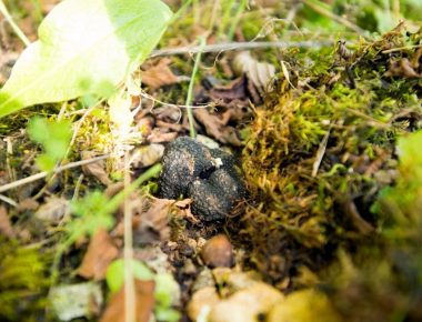 Truffe mésentérique, le diamant noir oublié