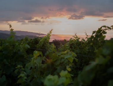 Le phénomène Egiategia, le vin élevé sous la mer