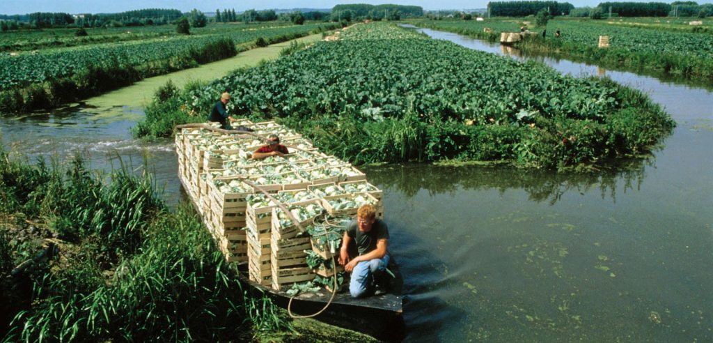 marais audomarois producteurs maraichers