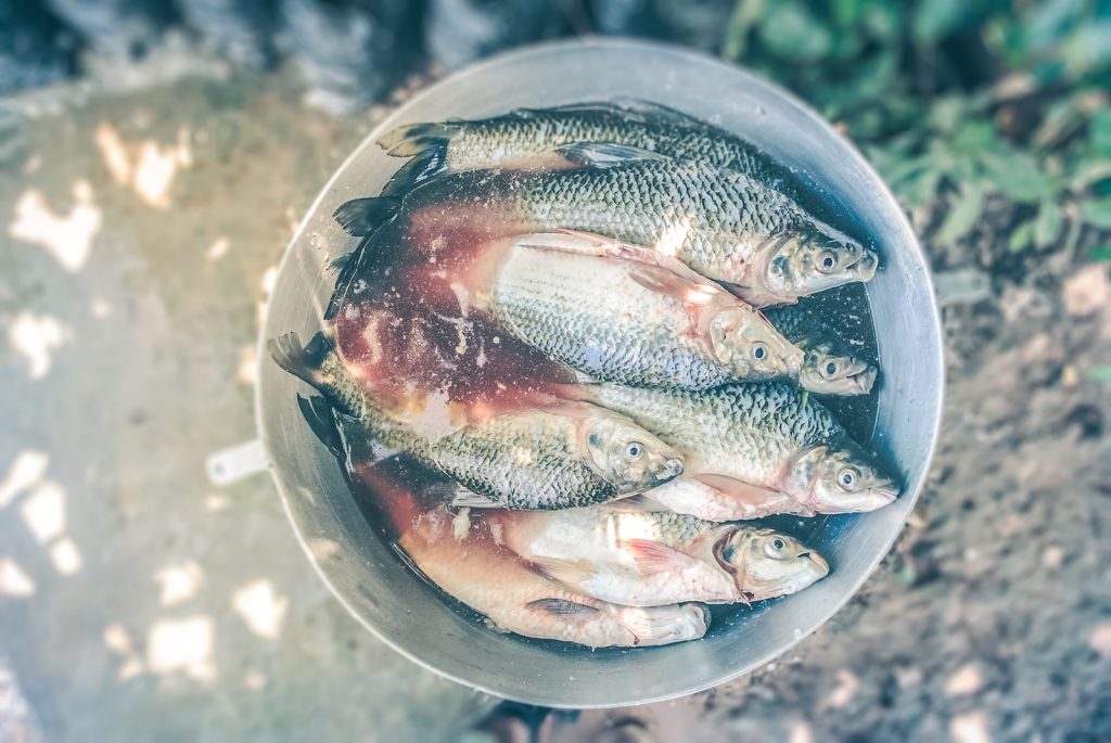 poissons-bouillabaisse