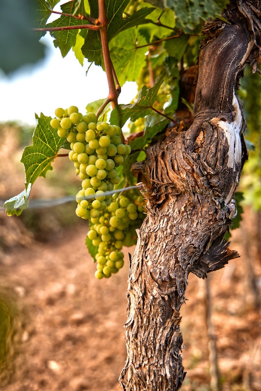 vignes-detail