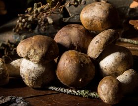 Tous à la cueillette ! Les saisons secrètes des champignons