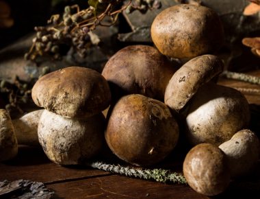 Tous à la cueillette ! Les saisons secrètes des champignons