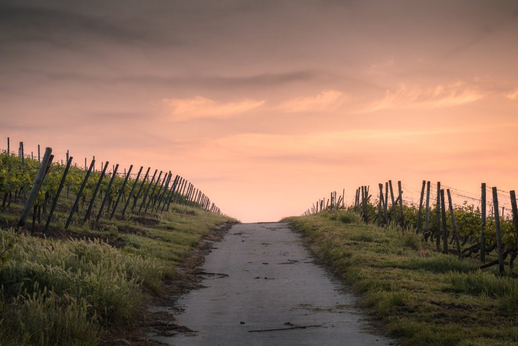 vignes-bourgogne-les-hardis