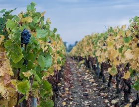 Dans les coulisses de la vente des vins des Hospices de Beaune