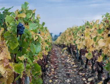 Dans les coulisses de la vente des vins des Hospices de Beaune