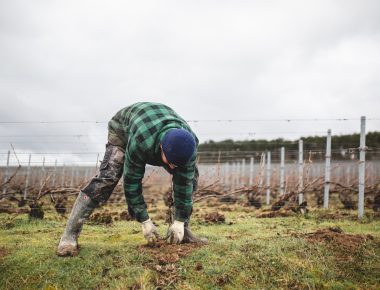 Environnement : à la conquête du champagne écologique