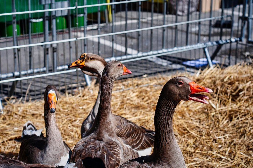 debat-foie-gras-les-hardis-3