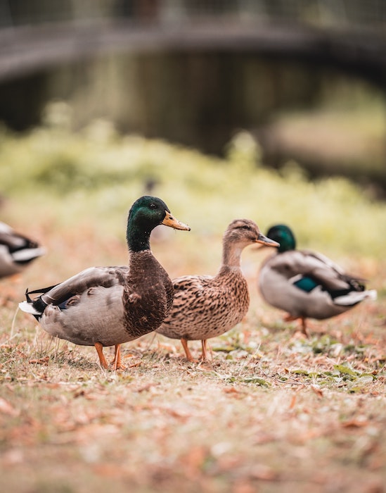 Foie gras : qu'implique réellement une production sans gavage ?