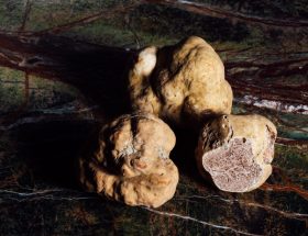 Tout savoir de la truffe blanche d’Alba