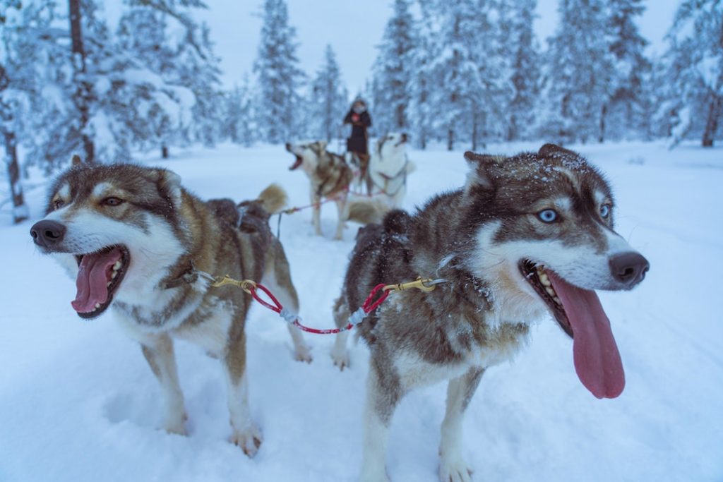 chiens-de-traineau-saint-gervais-mont-blanc-les-hardis-6