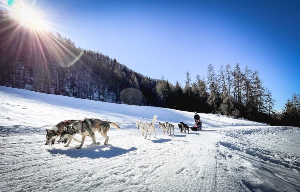 chiens-de-traineau-saint-gervais-mont-blanc-les-hardis-7