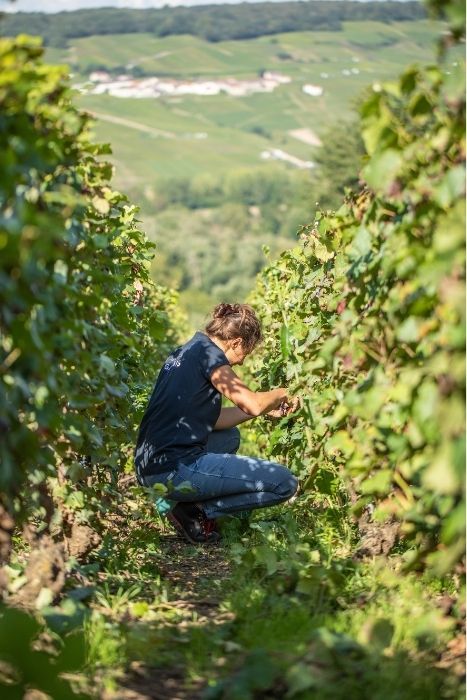 les-hardis-caves-champagne-14