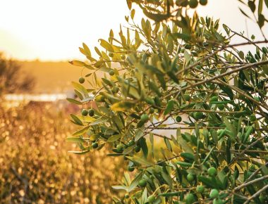 Les meilleurs producteurs d’huile d’olive