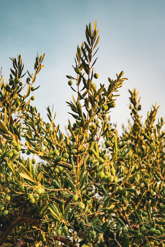 meilleurs producteurs huile d olive les hardis
