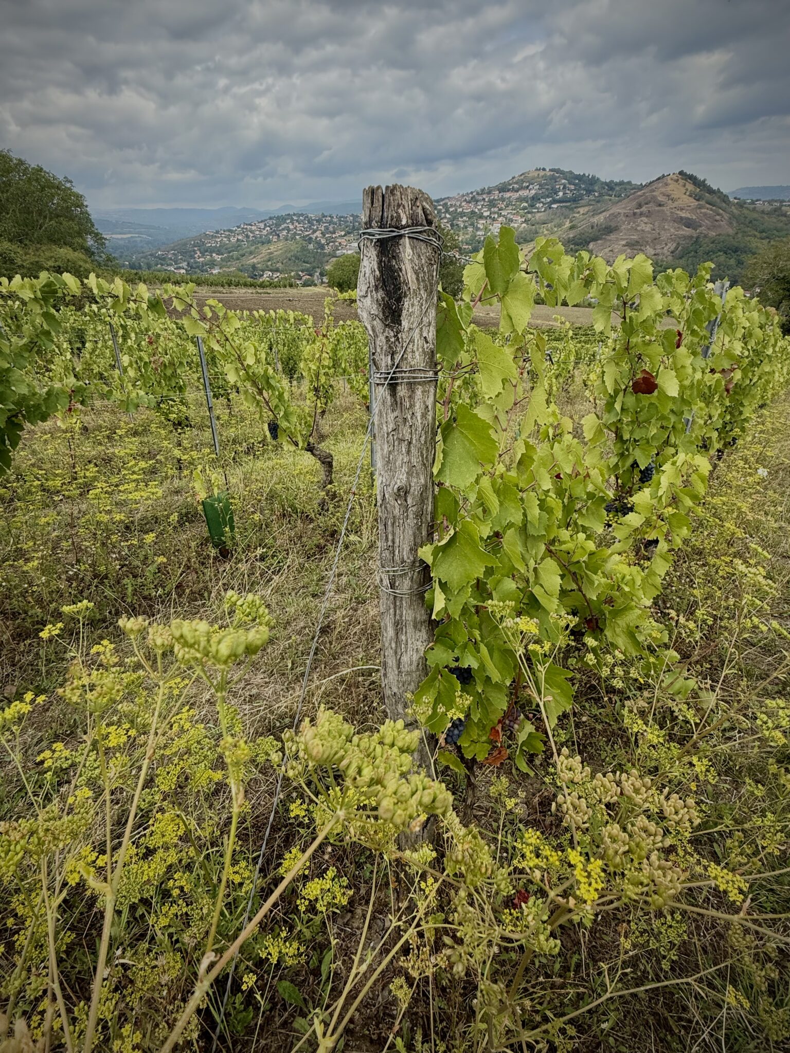 Les vignes du domaine Lapilli © Emmanuel Laveran