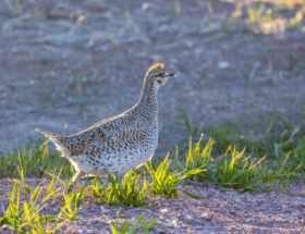 La grouse : Ce gibier à plumes venu d’Ecosse dont les Français raffolent