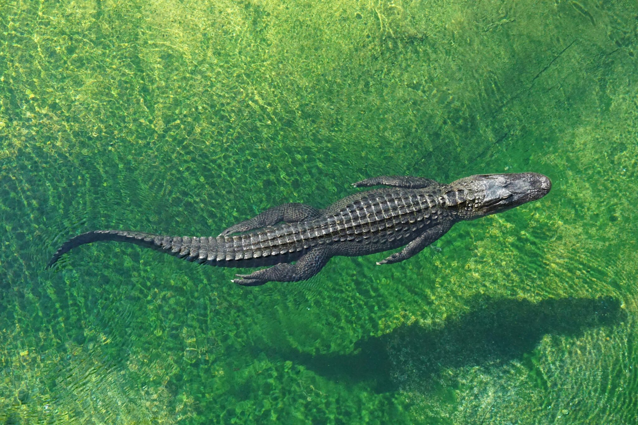 Les alligators des Everglades à Miami © Shelly Collins