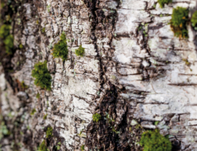 Le chaga, un champignon de nos forêts aux propriétés étonnantes