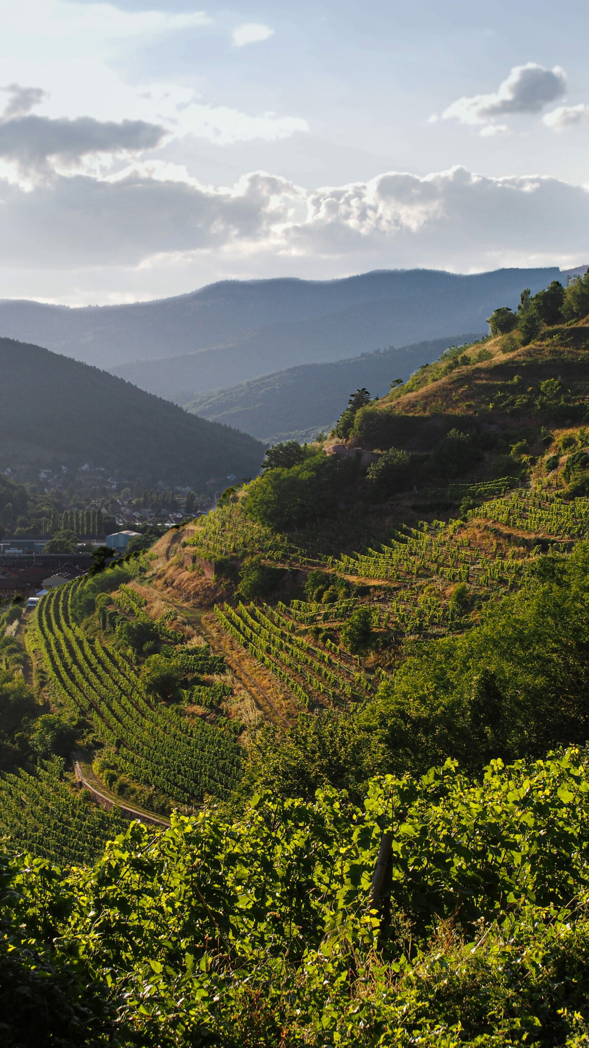 © Domaine Schlumberger