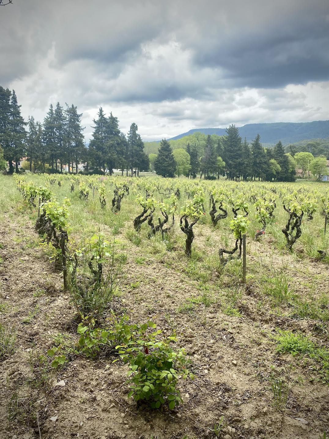 Domaine Château Sainte Anne © EL