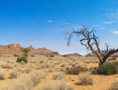 Les meilleurs safaris de Namibie