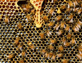 Les secrets du miel de Guerlain à Ouessant