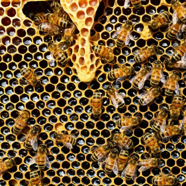 Les secrets du miel de Guerlain à Ouessant