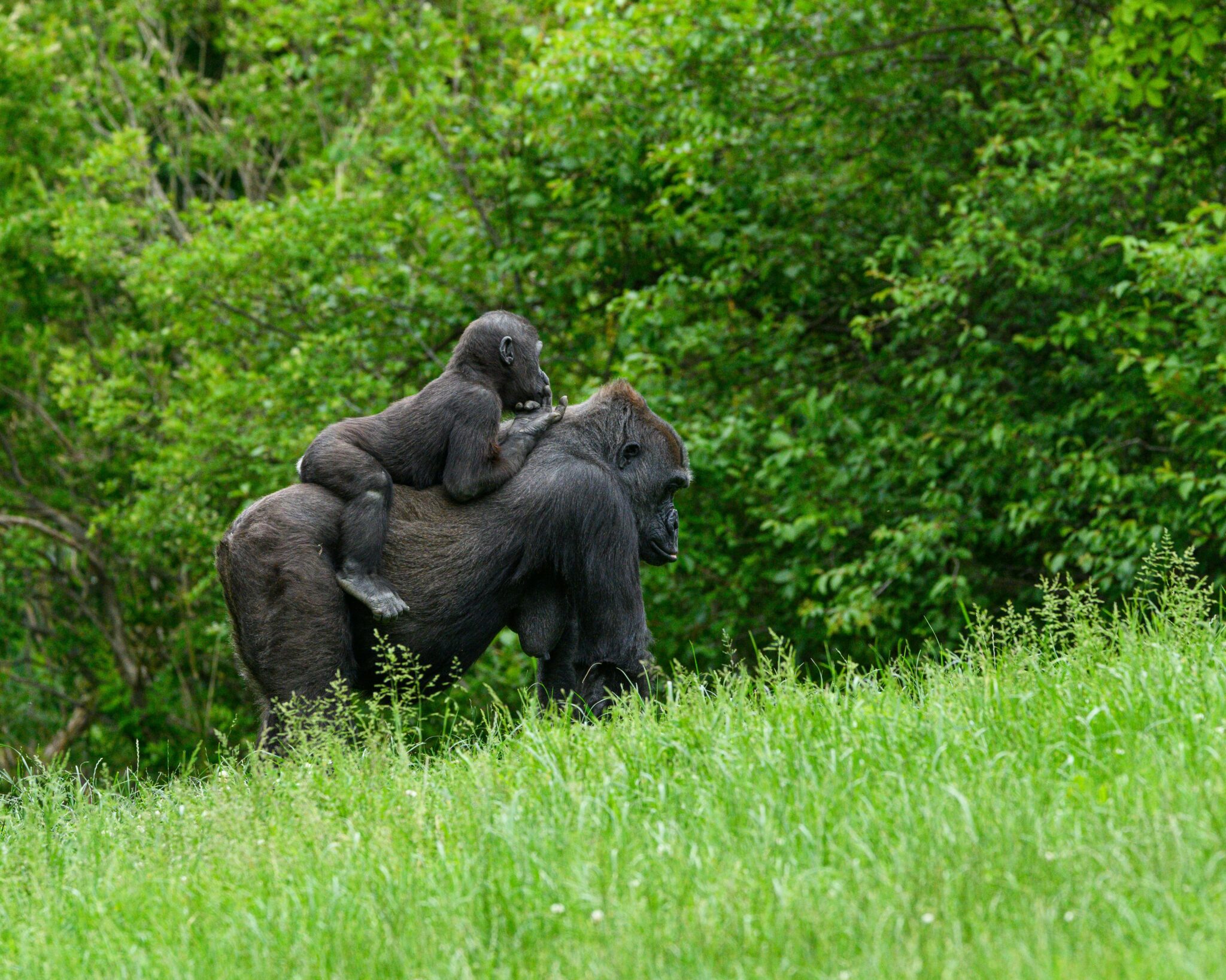 © Gorilles Congo