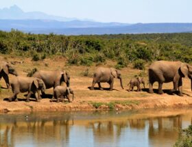 Parmi les plus beaux safaris d’Afrique
