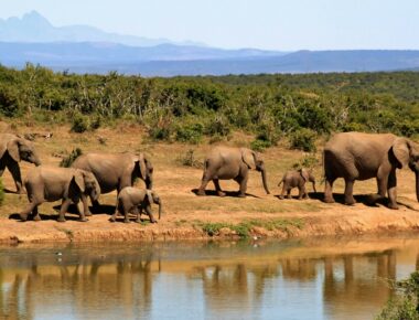Parmi les plus beaux safaris d’Afrique
