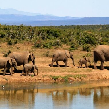 Parmi les plus beaux safaris d’Afrique