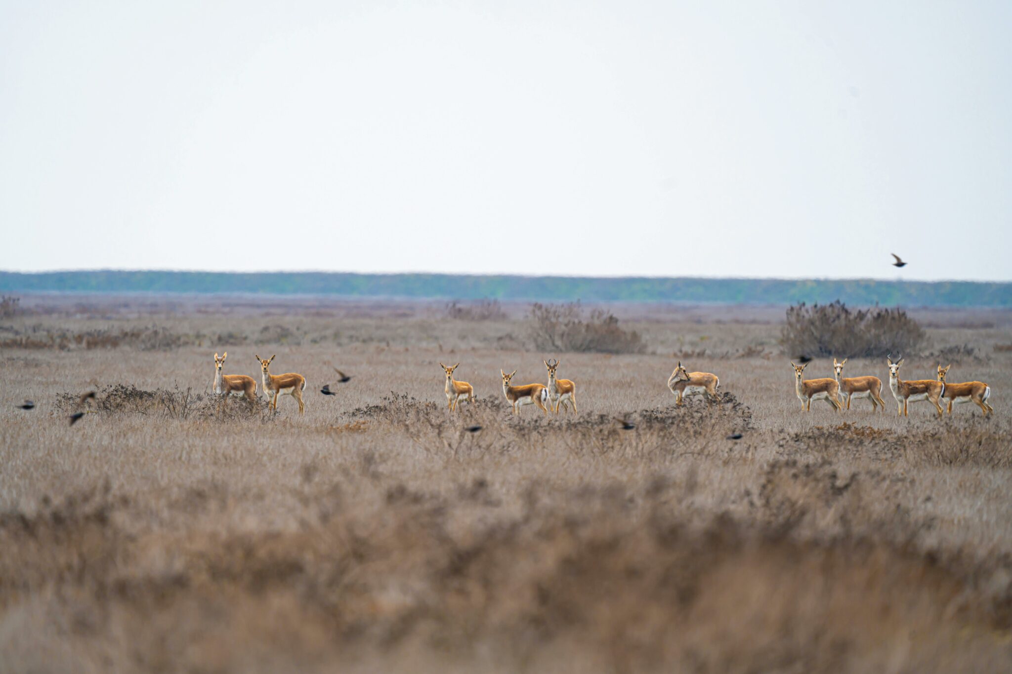 © Gazelles