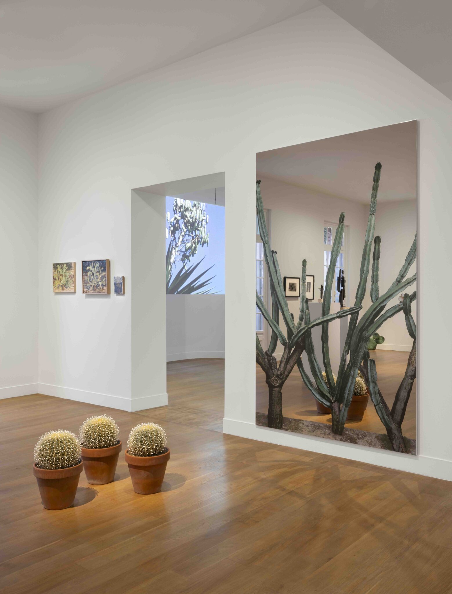 "Cactus, de l’art des épines", une exposition à découvrir au © Nouveau Musée National de Monaco