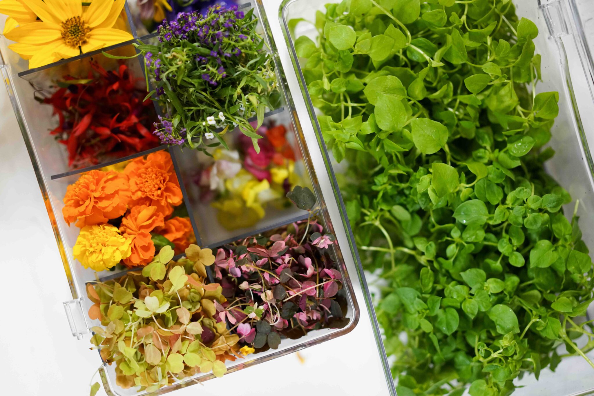 La cuisine colorée de la cheffe Oxana Cretu © Inima
