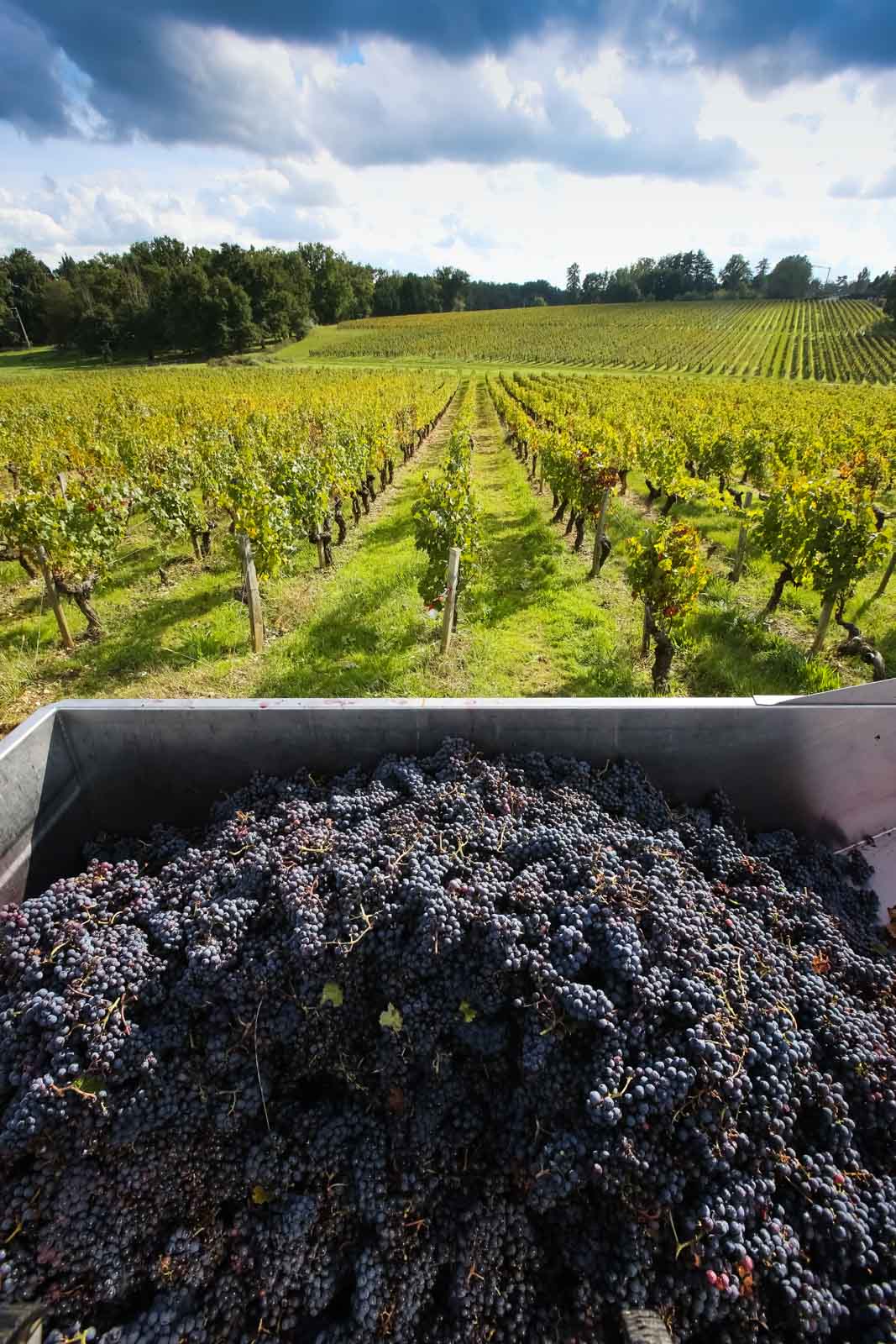 Road trip sur les routes des vins de Bordeaux © phlabeguerie