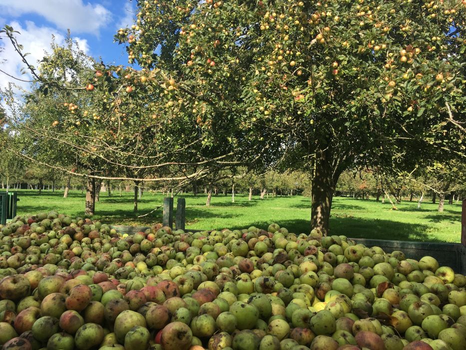 Recolte de pommes pour le Calvados © Christian Drouin