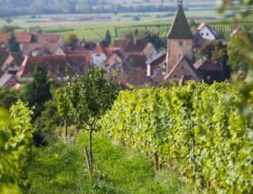 Route des vins d’Alsace : les meilleures adresses pour une escapade gourmande