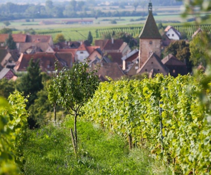 Sur la Route des Vins d'Alsace © Domaine Marcel Deiss