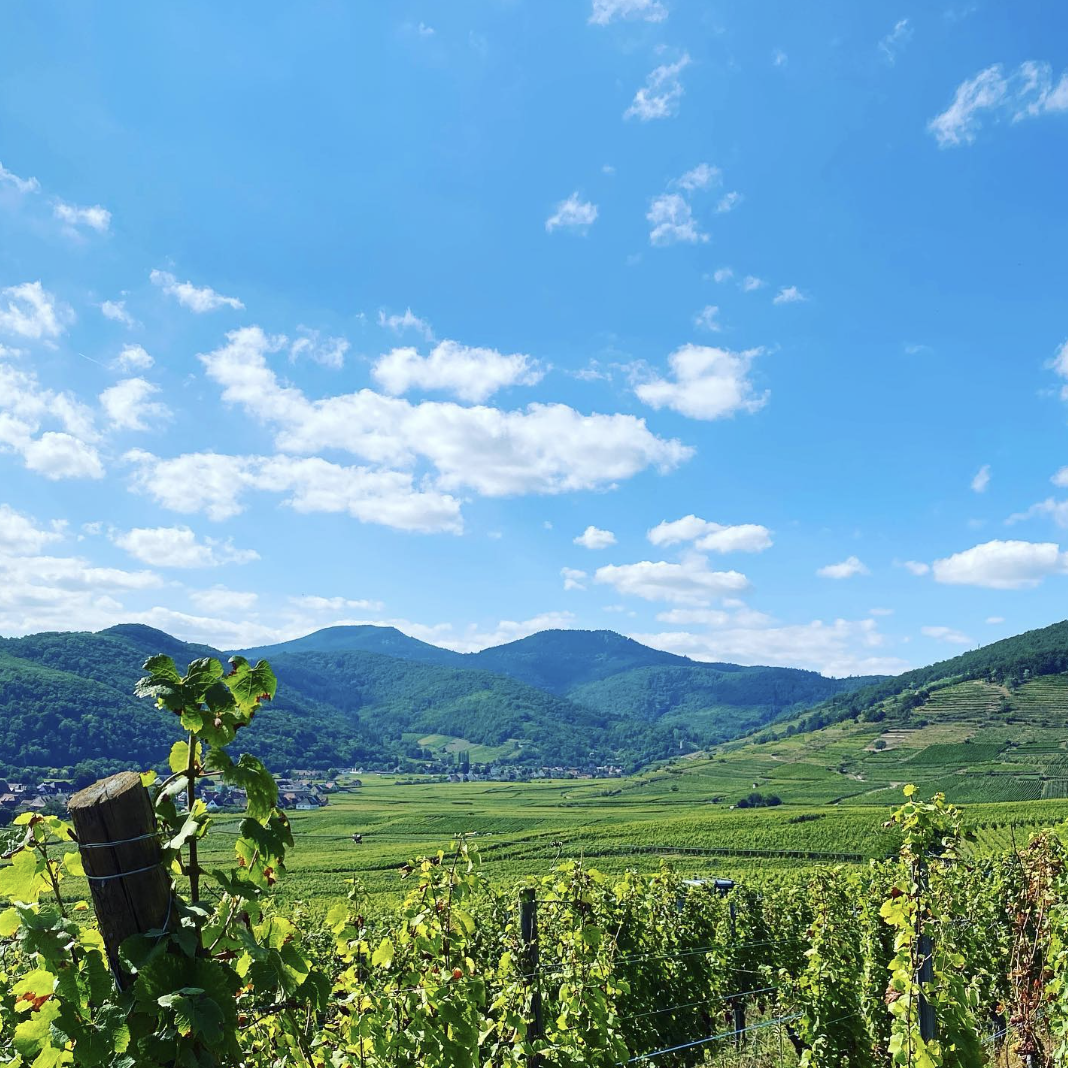 © Domaine Weinbach 