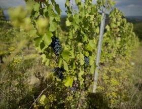 Route des vins d’Auvergne, la vigne à flanc de volcan