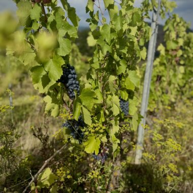 Route des vins d’Auvergne, la vigne à flanc de volcan