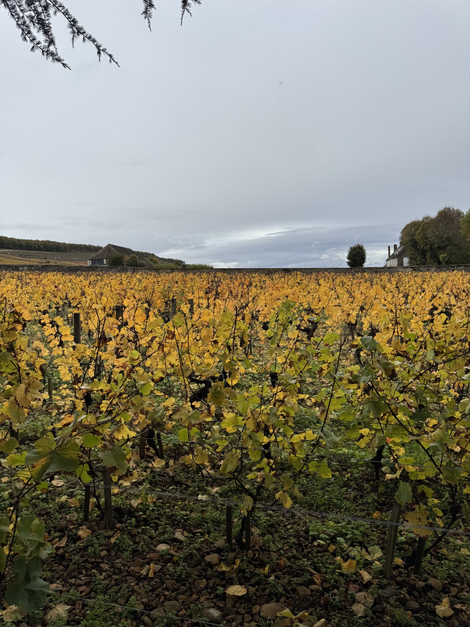 Vignobles de Bourgogne en automne © Maïa Morgensztern
