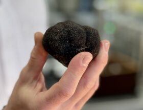 Caver les truffes noires à Blois, avec Christophe Hay