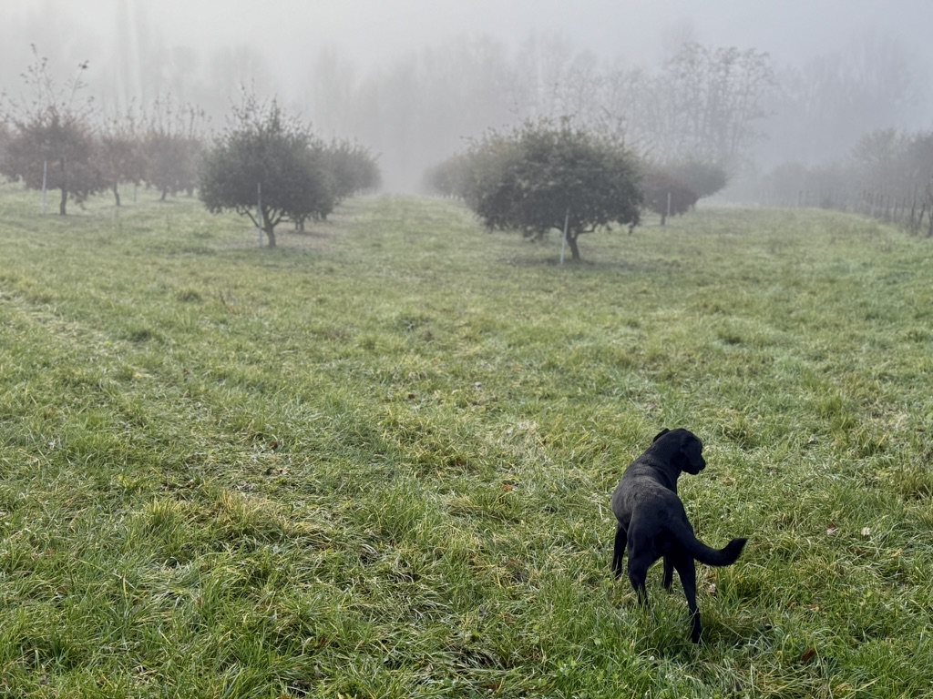 Vicky, dans la truffière