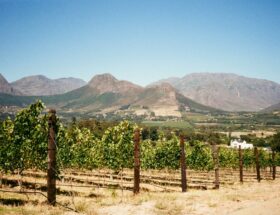 Afrique du Sud : sur les routes du vin et de la nouvelle gastronomie